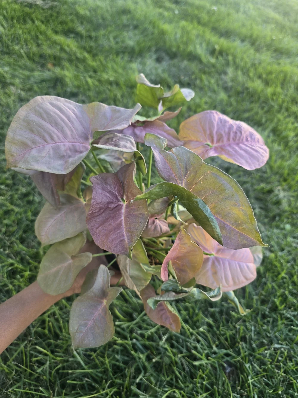Pink Syngonium Plant
